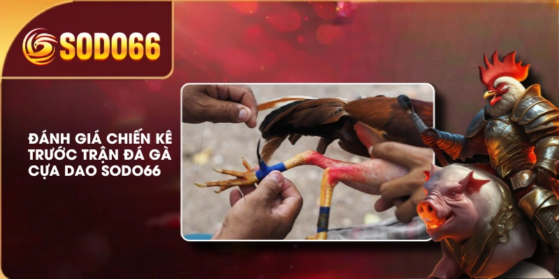 Luật Chơi Đá Gà Cựa Dao SODO66 Và Các Quy Định Cần Biết 4 Đánh giá chiến kê trước trận đá gà cựa dao SODO66