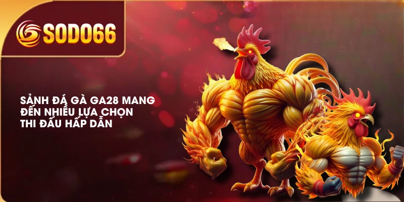 Sảnh đá gà GA28 mang đến nhiều lựa chọn thi đấu hấp dẫn