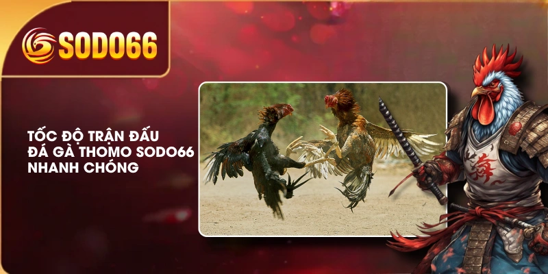 Đá Gà Thomo SODO66 Trực Tuyến Chất Lượng, Phát Sóng Full-HD 2 Tốc độ trận đấu đá gà Thomo SODO66 nhanh chóng